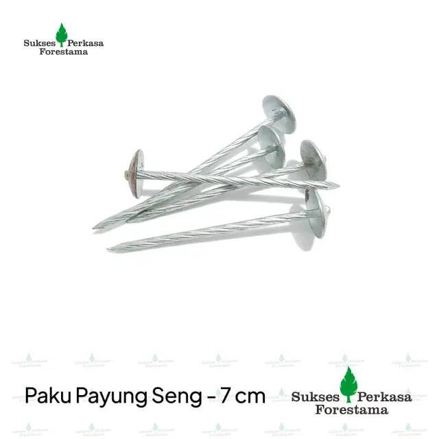 Paku Payung Seng - 7 cm